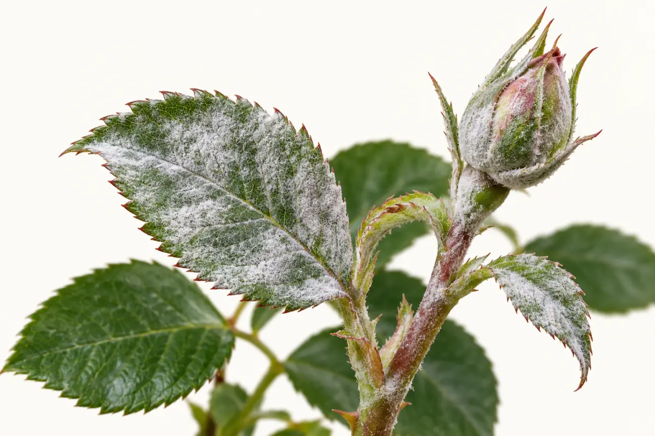 Oïdium rosier traitement naturel : feutrage blanc visible sur une jeune feuille, une tige et un bouton floral